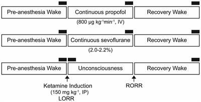 Propofol, Sevoflurane, and Ketamine Induce a Reversible Increase in Delta-Gamma and Theta-Gamma Phase-Amplitude Coupling in Frontal Cortex of Rat